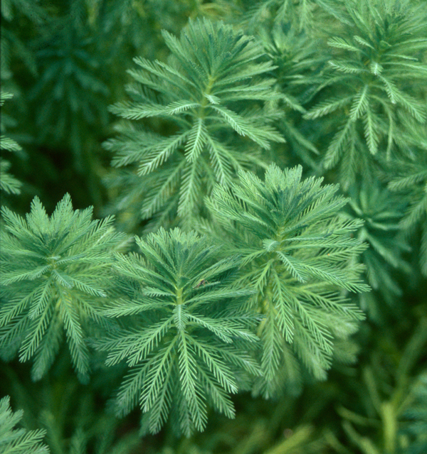 MYRIOPHYLLUM